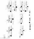 Fig. 22 - Flap endonuclease mutants
