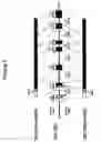 Fig. 09 - Sulfotransferase 2B1 pharmacogenetics