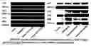Fig. 01 - Estrogen Enhancing Differentiation of Human Mesenchymal Stromal Cells and Adipose-derived Stromal Cells