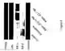 Fig. 07 - Estrogen Enhancing Differentiation of Human Mesenchymal Stromal Cells and Adipose-derived Stromal Cells
