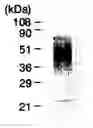 Fig. 01 - Heparin-binding protein modified with heparan sulfate sugar chains, process for producing the same and pharmaceutical compositions containing the same
