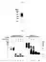 Fig. 02 - Heparin-binding protein modified with heparan sulfate sugar chains, process for producing the same and pharmaceutical compositions containing the same