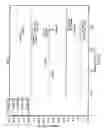 Fig. 07 - Crystalline forms of 6-methoxy-8-[4-(1-(5-fluoro)-quinolin-8-yl-piperidin-4-yl)-piperazin-1-yl]-quinoline
