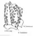 Fig. 01 - Human Interferon Molecules and Their Uses