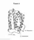 Fig. 02 - Human Interferon Molecules and Their Uses