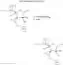 Fig. 06 - Amidites and Methods of Rna Synthesis