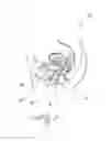 Fig. 02 - Adjustably compressive female incontinence device