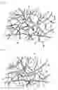 Fig. 02 - Artificial meniscus and process of making thereof