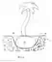 Fig. 04 - Agricultural polymer protected root ball