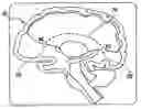 Fig. 01 - Method for identification of anatomical landmarks