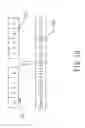 Fig. 11 - Method of parallelly filtering input data words to obtain final output data words containing packed half-pel pixels