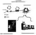 Fig. 01 - Bead based receptor biology