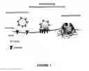 Fig. 02 - Bead based receptor biology