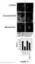 Fig. 32 - Bead based receptor biology
