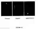 Fig. 46 - Bead based receptor biology
