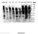 Fig. 67 - Bead based receptor biology