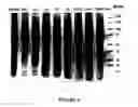 Fig. 69 - Bead based receptor biology