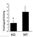 Fig. 01 - Methods for treating inflammation by disrupting MCH-mediated signaling