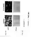 Fig. 248 - Anti-TAT188 antibodies