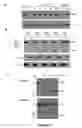 Fig. 02 - METHODS FOR TREATMENT OF INFLAMMATORY DISEASE AND CHLAMYDIA INFECTIOUS DISEASE