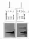 Fig. 03 - Antibodies directed to HER-3 and uses thereof