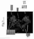 Fig. 04 - Antibodies directed to HER-3 and uses thereof