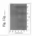 Fig. 24 - Antibodies directed to HER-3 and uses thereof