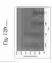 Fig. 25 - Antibodies directed to HER-3 and uses thereof