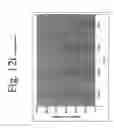 Fig. 26 - Antibodies directed to HER-3 and uses thereof