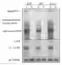 Fig. 01 - Recombinant plasmid and method for expressing hepatitis B viral antigens and virions in vivo