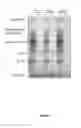 Fig. 03 - Recombinant plasmid and method for expressing hepatitis B viral antigens and virions in vivo