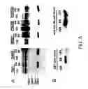 Fig. 06 - Methods of diagnosing cervical cancer