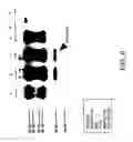 Fig. 07 - Methods of diagnosing cervical cancer