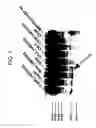 Fig. 08 - Methods of diagnosing cervical cancer