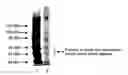 Fig. 01 - Reagent for measuring clotting time and method for manufacturing the reagent