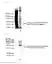 Fig. 02 - Reagent for measuring clotting time and method for manufacturing the reagent
