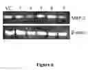 Fig. 07 - Stable cell lines and methods for evaluating gastrointestinal absorption of chemicals