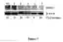 Fig. 08 - Stable cell lines and methods for evaluating gastrointestinal absorption of chemicals