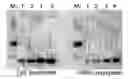 Fig. 01 - Antibodies That Specifically Bind PMS2