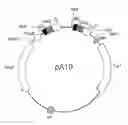 Fig. 01 - EXPRESSION OF FUNCTIONAL ANTIBODY FRAGMENTS