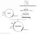 Fig. 01 - Arabinose Isomerase Expressed From Corynebacterium Genus and Tagatose Manufacturing Method By Using It