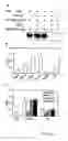Fig. 06 - Unique Integrin Binding Site in Connective Tissue Growth Factor