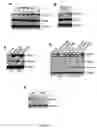 Fig. 02 - Methods for Chk2 inhibitor patient selection