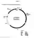 Fig. 06 - Elongase gene and uses thereof