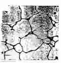 Fig. 01 - Methods and compositions for the treatment and prevention of lung disease