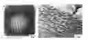 Fig. 01 - Surface buckling method and articles formed thereby