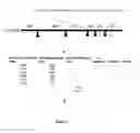 Fig. 02 - Antigenic peptides