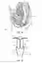 Fig. 02 - Therapeutic intra-vaginal devices and methods