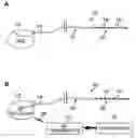 Fig. 01 - Method of treating mood disorders and/or anxiety disorders by brain stimulation
