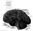 Fig. 01 - Responsive Therapy for Psychiatric Disorders